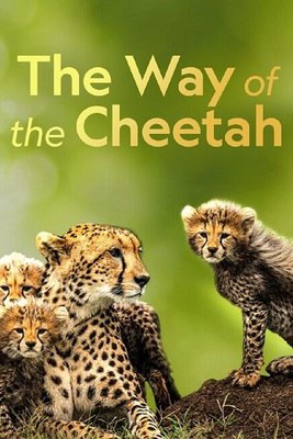 The Way of the Cheetah